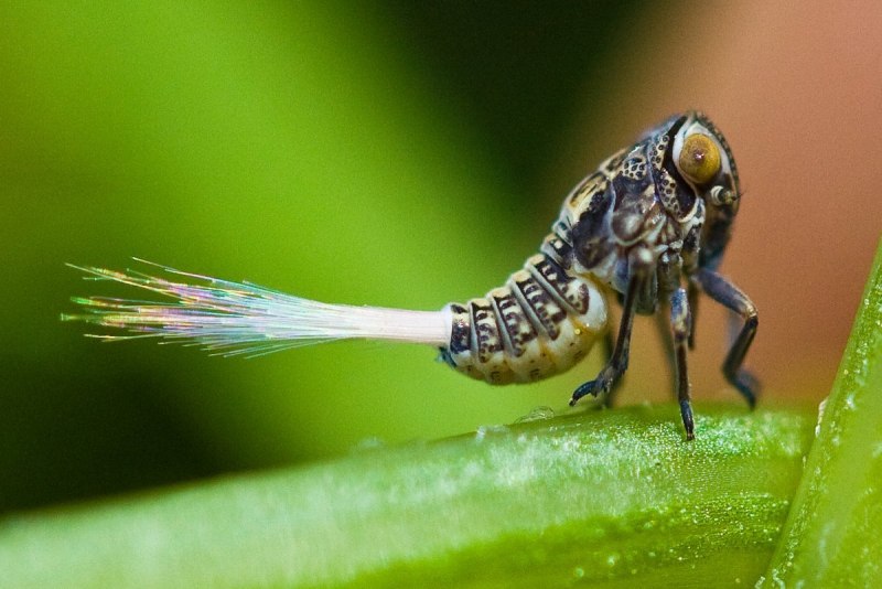 Нимфы planthopper