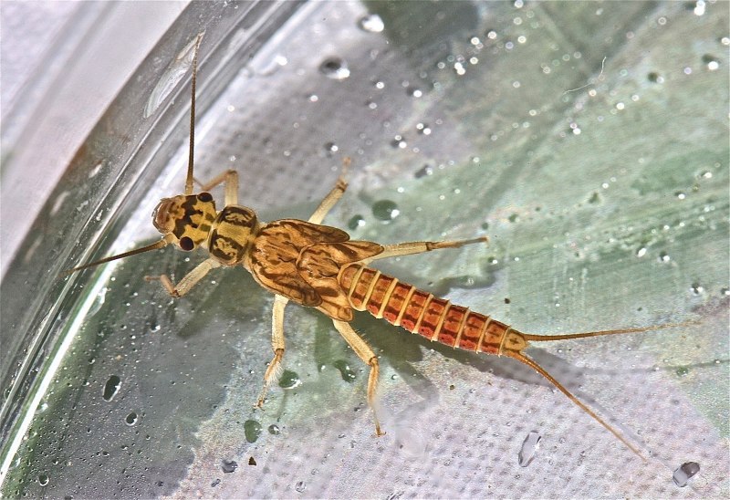 Веснянки (Plecoptera) личинка