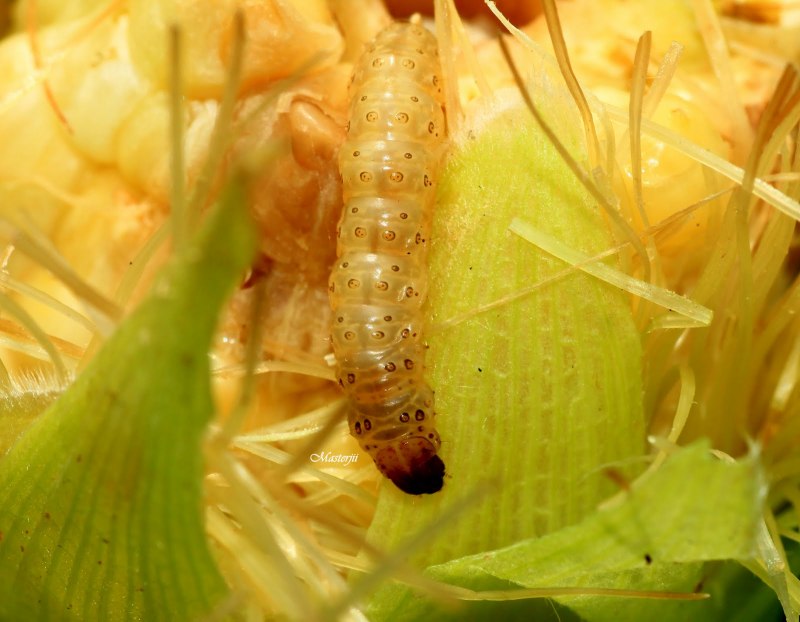 Ostrinia furnacalis