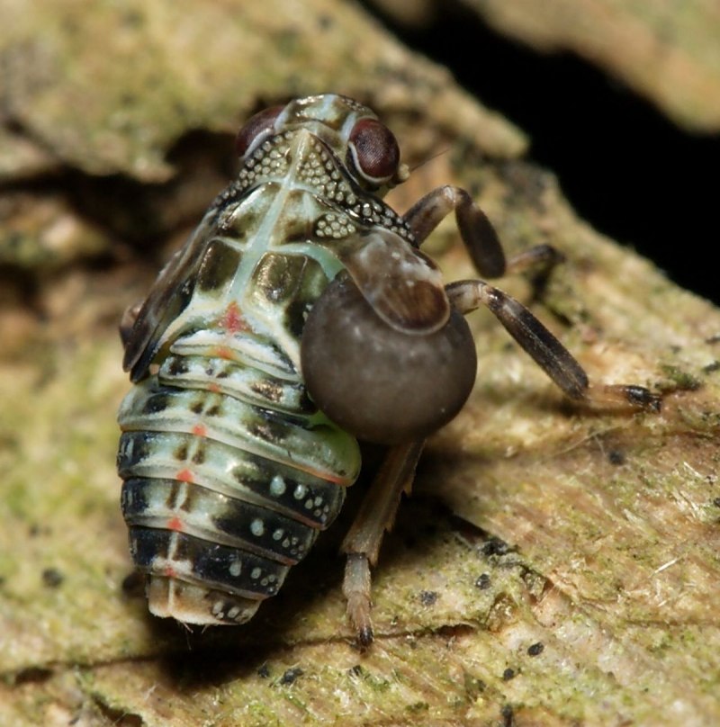 Цикада issus coleoptratus