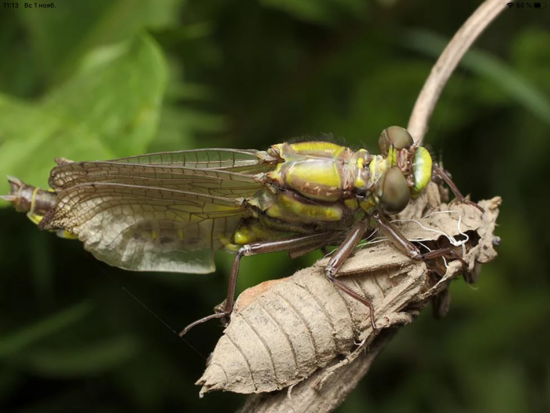 Gomphidae личинки