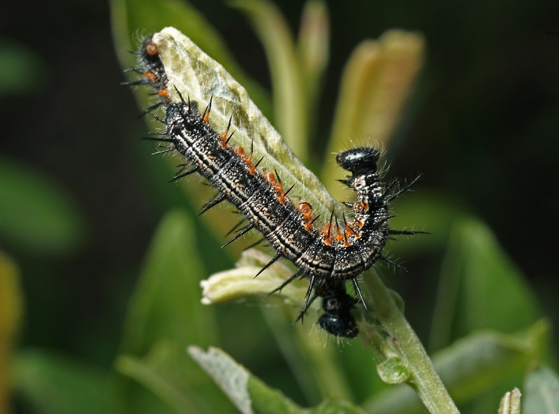 Многоцветница polychloros