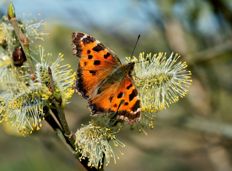 Nymphalis vaualbum