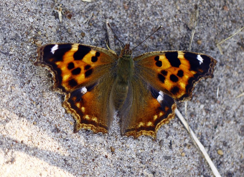 Крапивница бабочка urticae