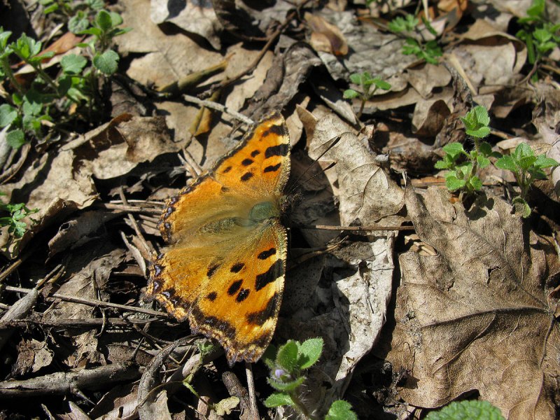 Nymphalis vaualbum