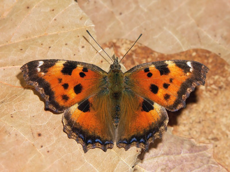 Nymphalis vaualbum