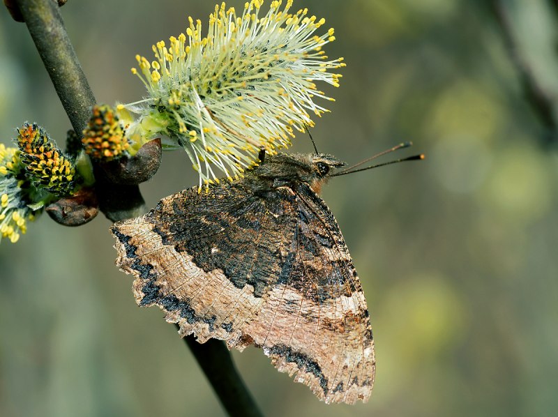 Бабочка Nymphalis xanthomelas.