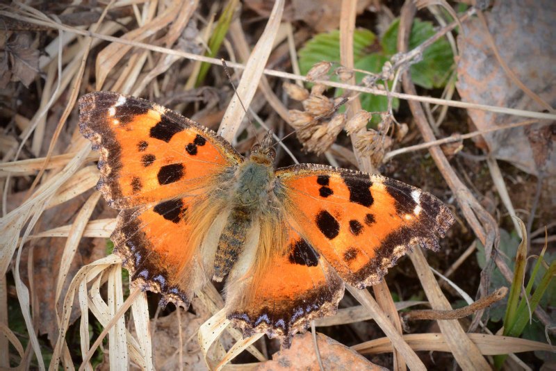 Nymphalis polychloros