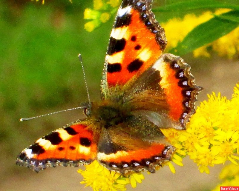 Бабочка Nymphalis xanthomelas.