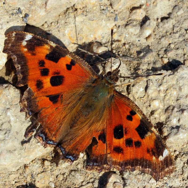 Nymphalis polychloros