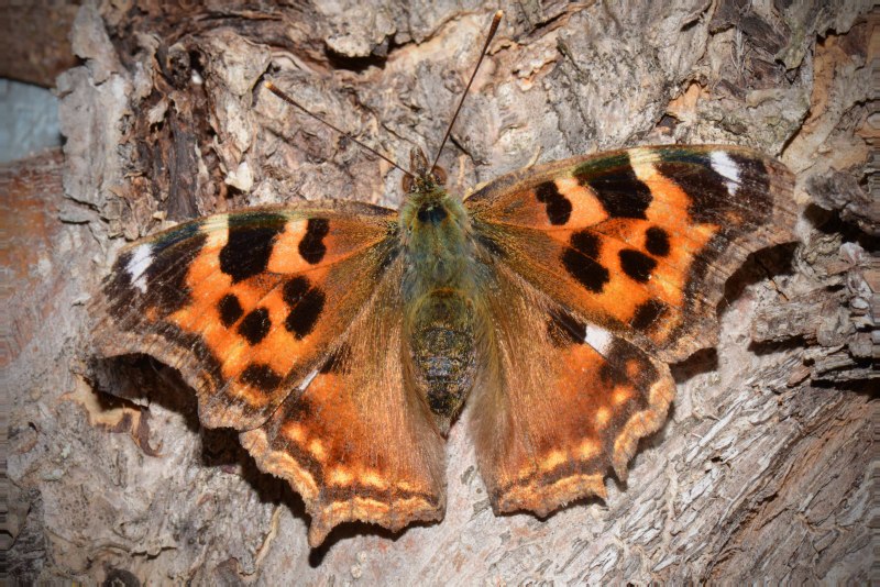 Polygonia c-album