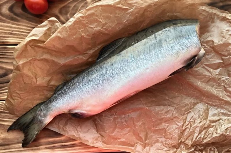Salema Porgy рыба