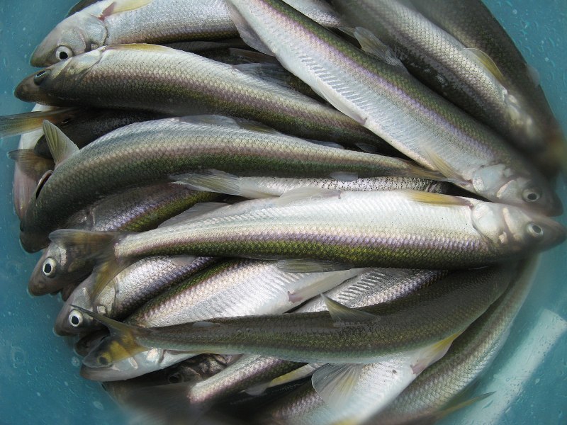 Корюшка рыба
