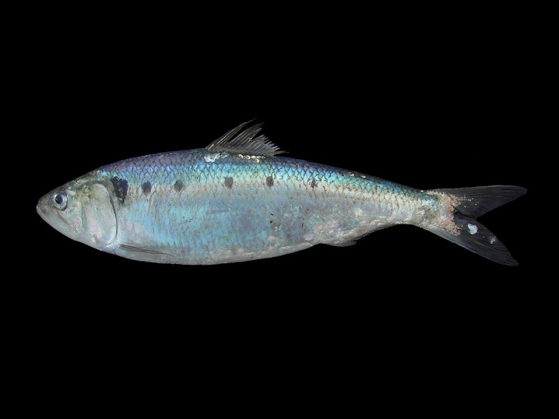 Alaska Pollock рыба