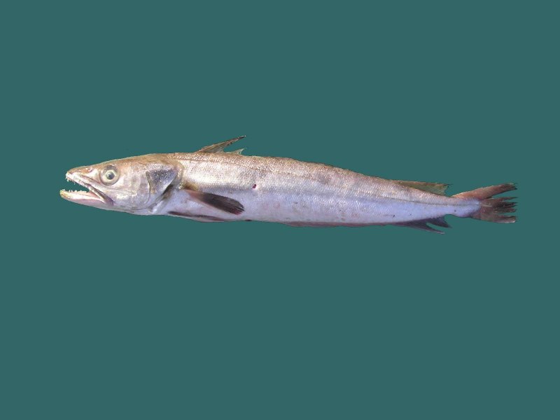 Корейская еда морепродукты