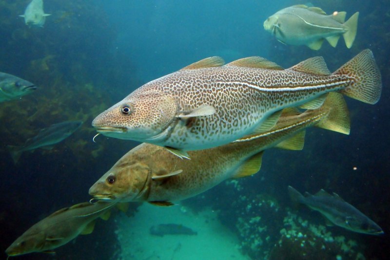 Pseudobalistes flavimarginatus