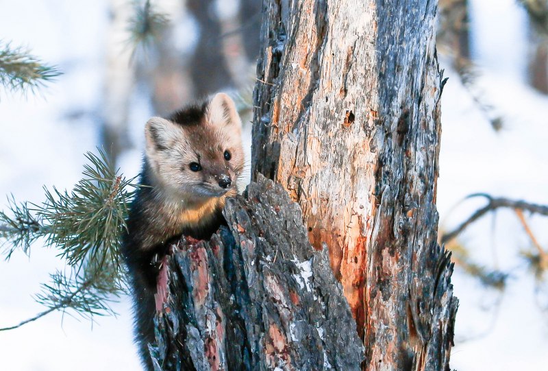 Американская норка (Mustela Vison)