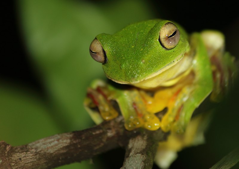 Съедобная лягушка Pelophylax esculentus