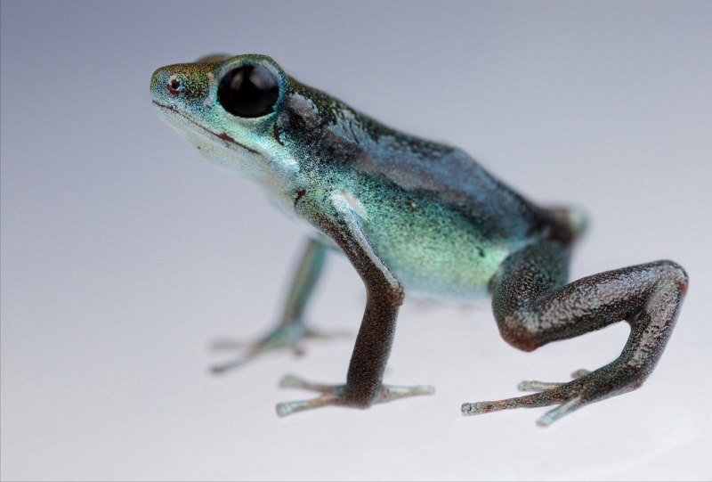 One Frog