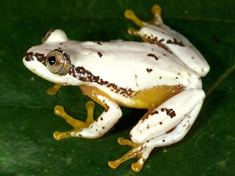 Царевна лягушка