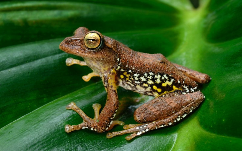 Hyalinobatrachium Dianae