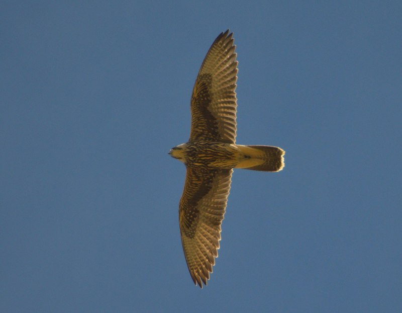 Алтайский Сокол (Falco cherrug altaicus)