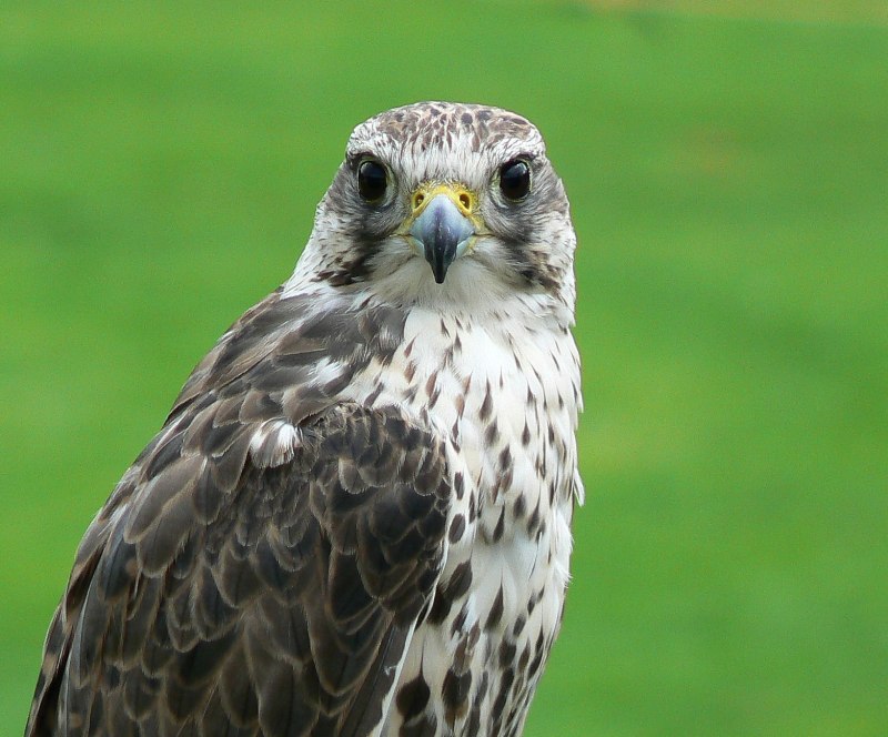 Falco cherrug
