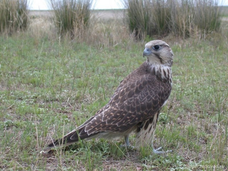 Балобан Falco cherrug