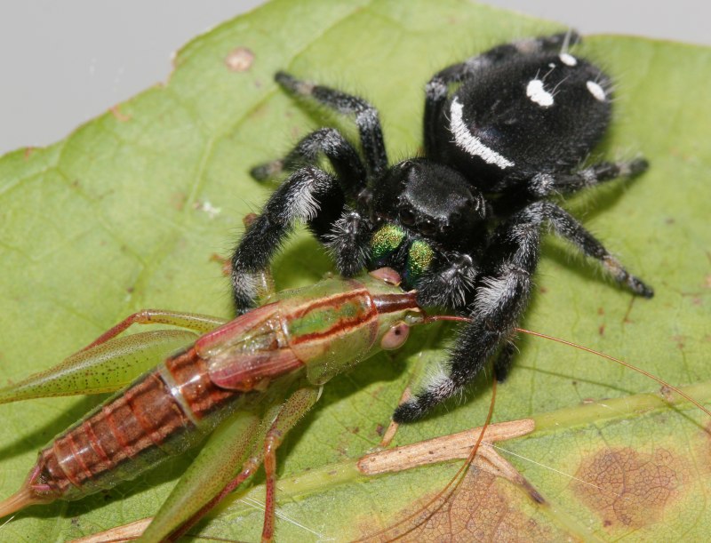 Phidippus Regius Life Cycle