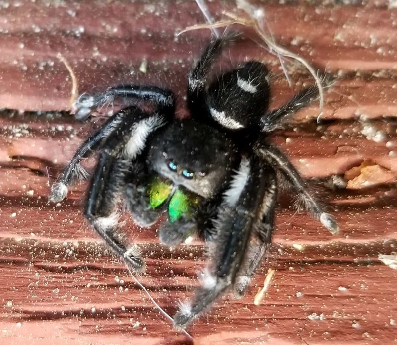 Паук Phidippus Regius