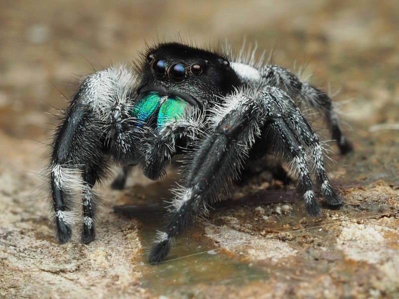 Паук Королевский Phidippus Regius