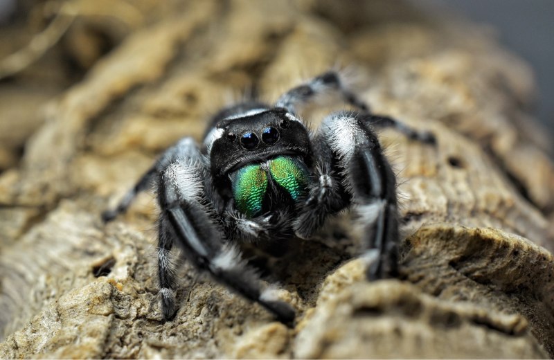 Паук Королевский Phidippus Regius