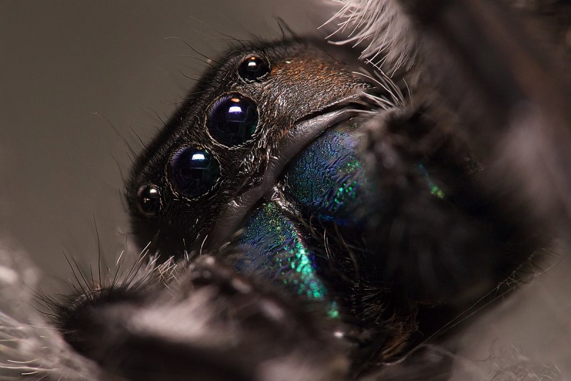 Phidippus octopunctatus male
