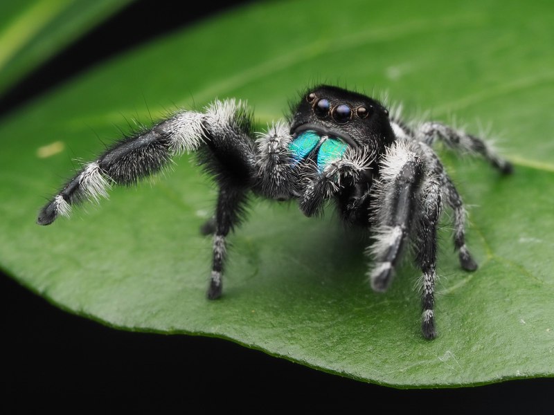 Phidippus Regius содержание