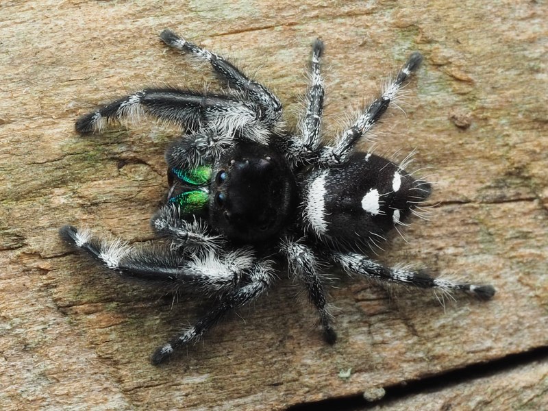 Phidippus Regius Life Cycle
