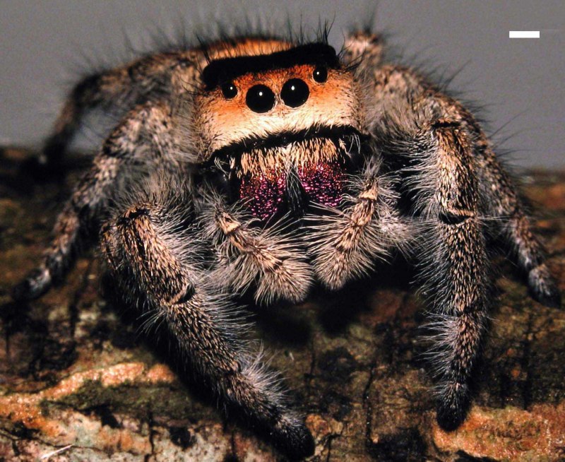Паук Королевский Phidippus Regius