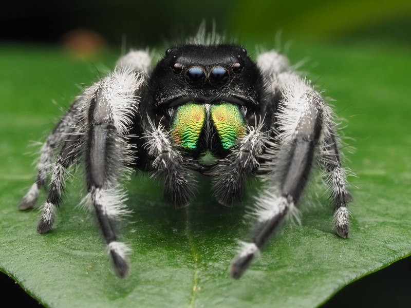 Phidippus Regius содержание