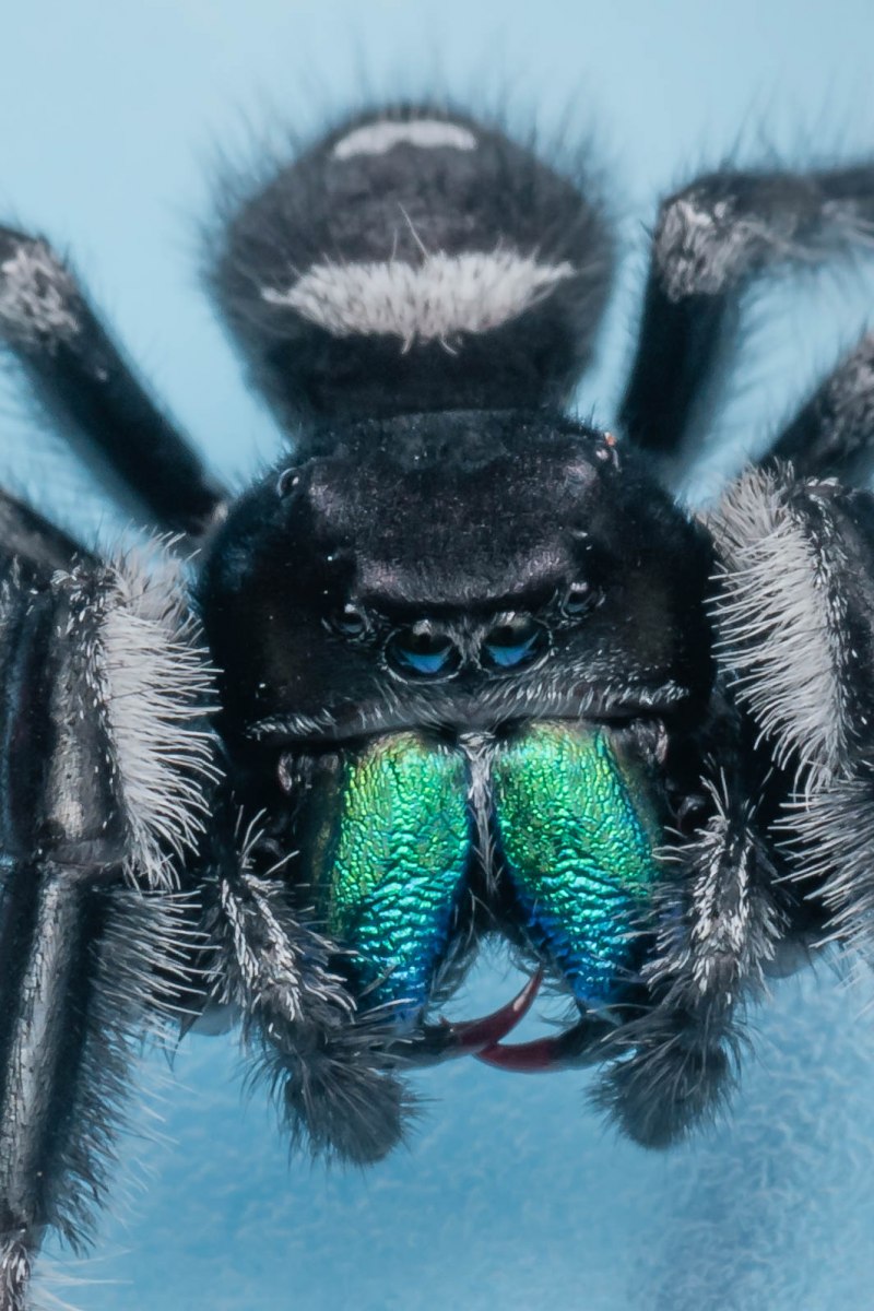 Phidippus Regius male