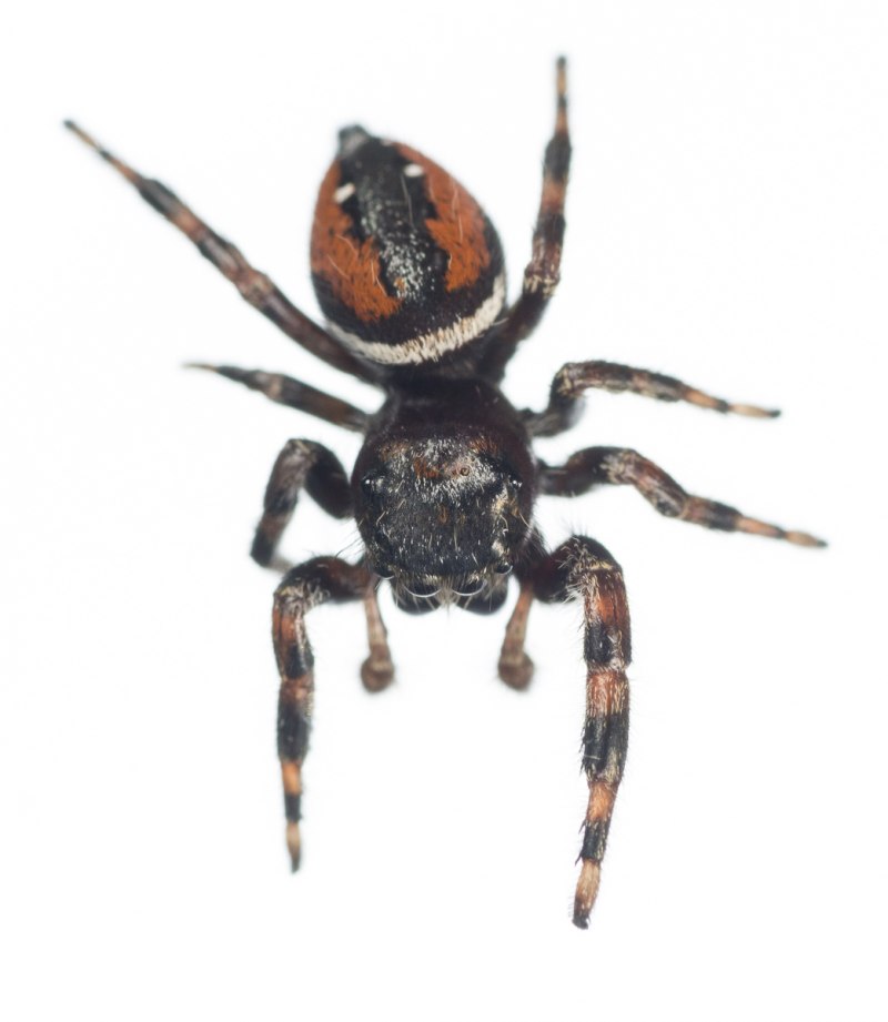 Phidippus Audax (паук-скакун)