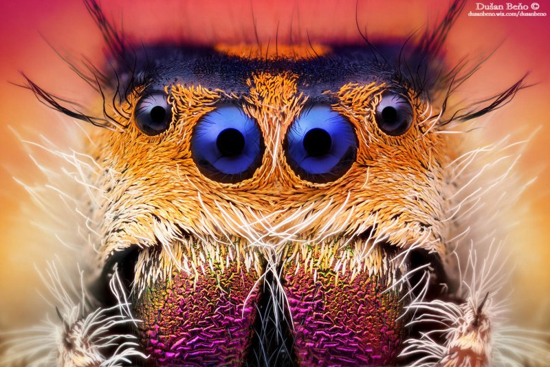 Regius Phidippus спаривание