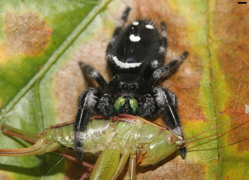 Regius Phidippus ебутся