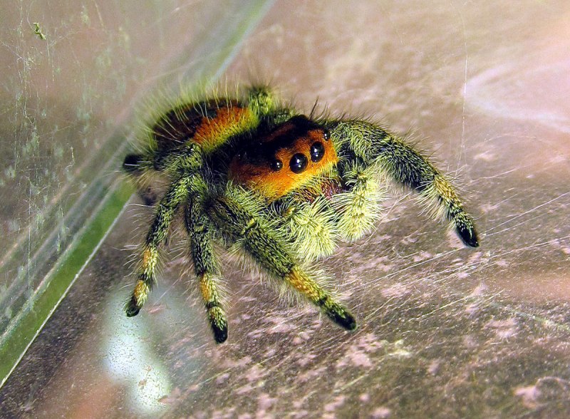 Паук скакун Phidippus
