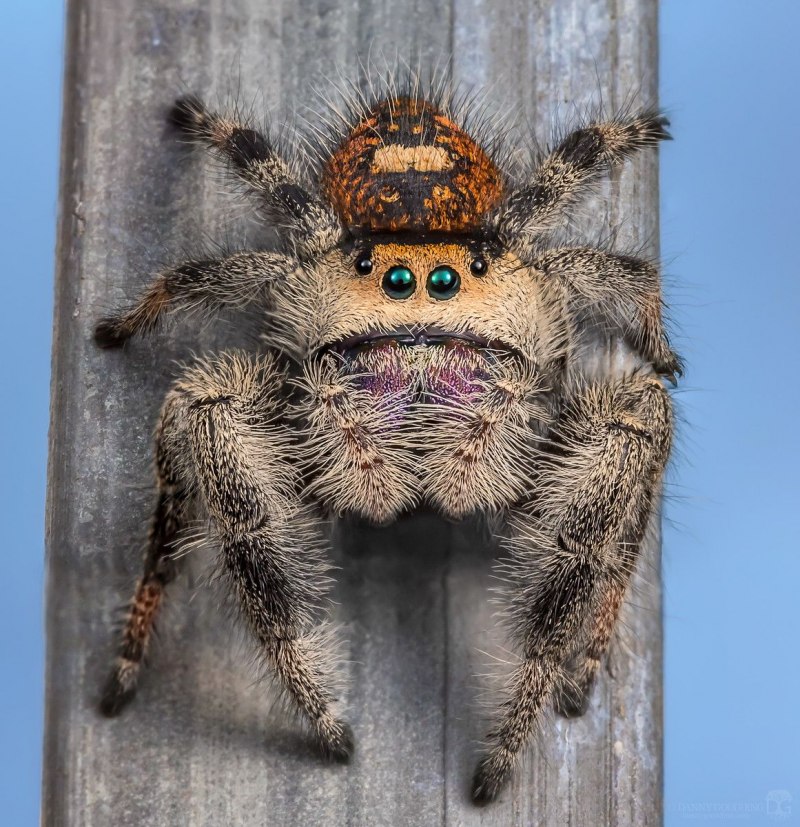 Regal jumping Spider
