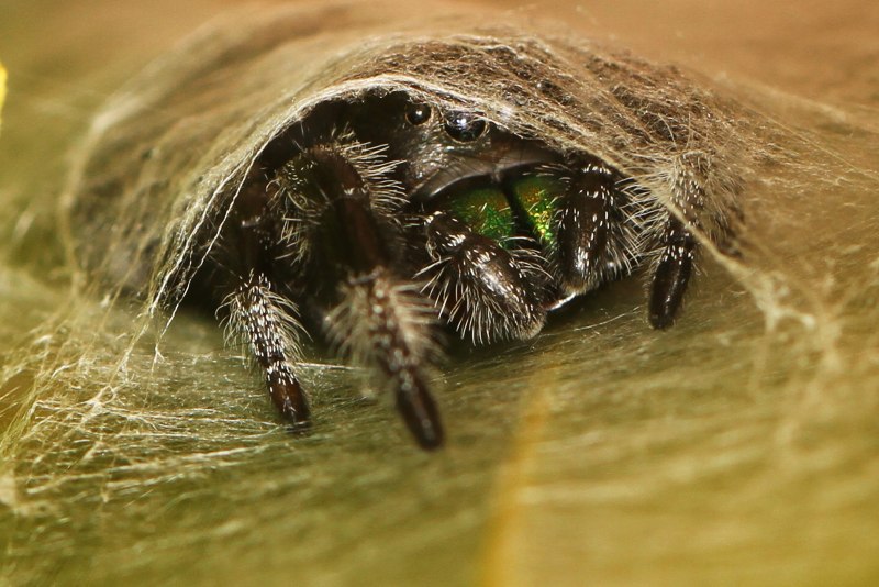 Phidippus Regius male