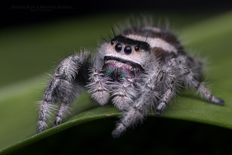 Phidippus Regius содержание