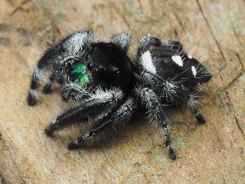Паук Phidippus Regius