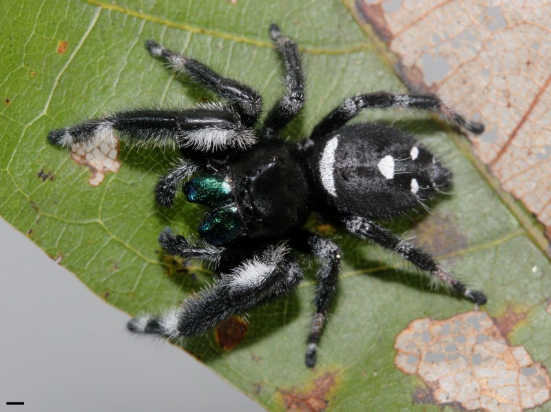 Паук Phidippus Regius