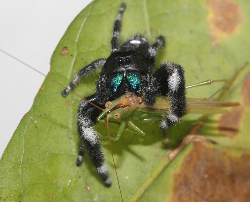 Regius Phidippus спаривание
