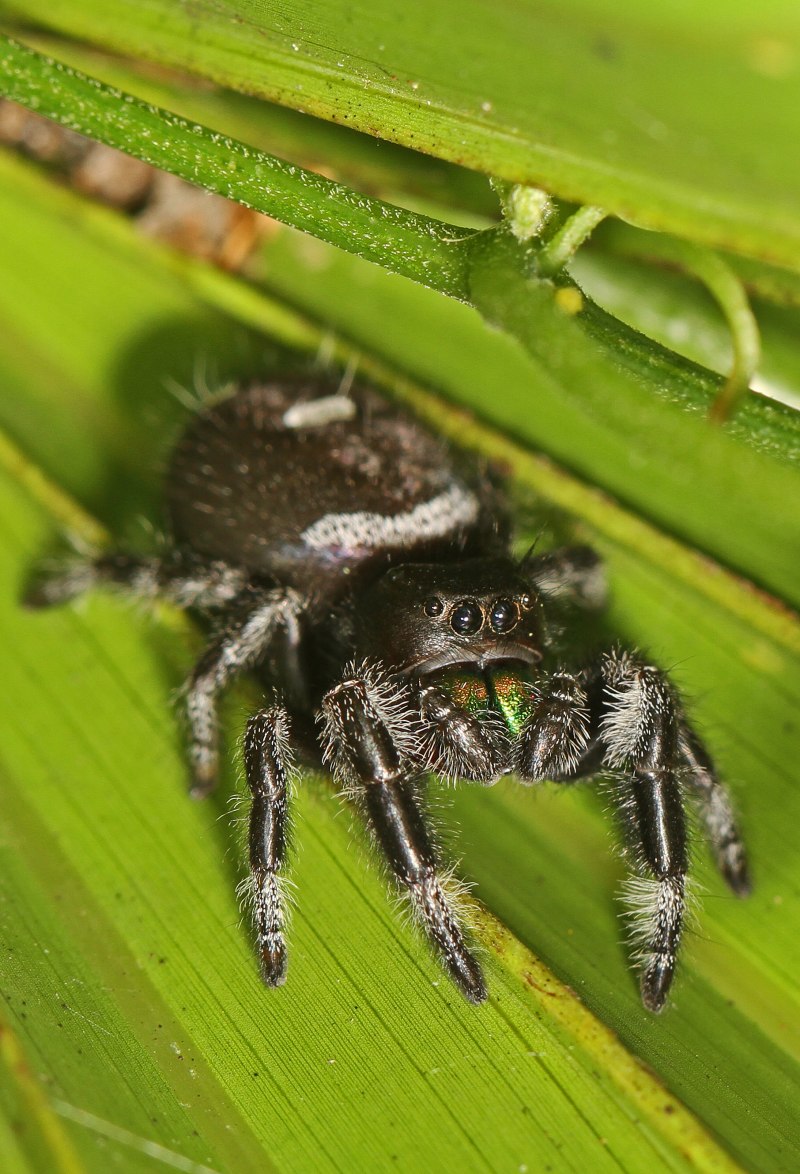 Phidippus Regius male