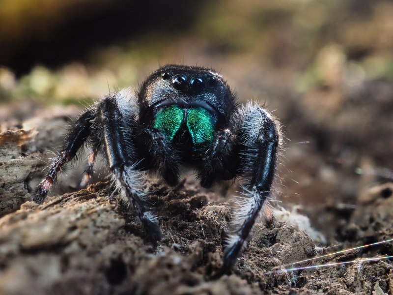 Regius Phidippus ебутся